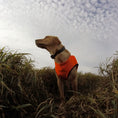 Load image into Gallery viewer, Gamehide Elimitick Dog Vest - Lifestyle 1 - Blaze Orange